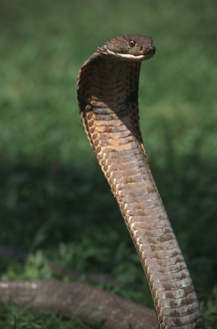 Королевская кобра в Таиланде