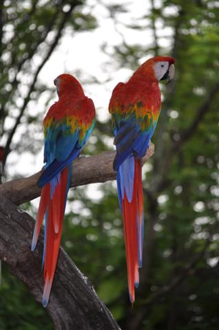 Parrots in Safari World